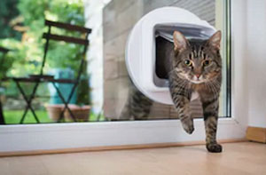 Cat Flap Fitter Colchester