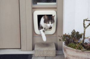 Cat Flap Security Reading