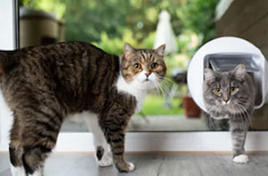 Cat Flap Installers Poole (BH15)