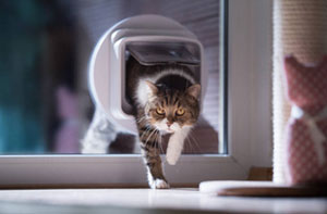 Choosing the Right Cat Flap for Your Home in Tottenham