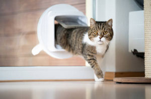 Cat Flap Fitter Cardiff